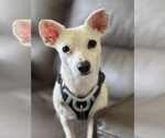 Small Chihuahua Mix