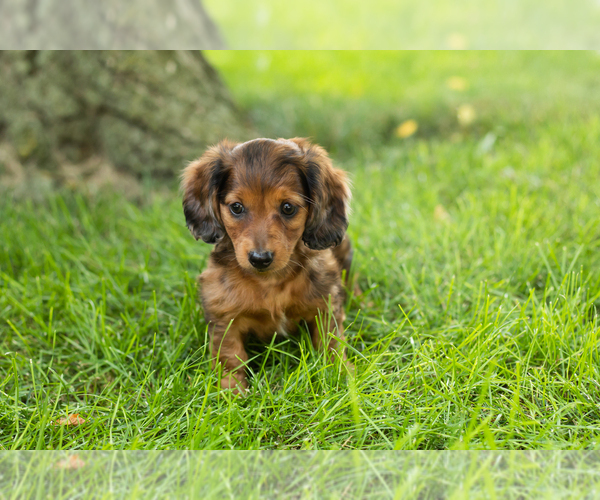 Medium Photo #3 Dachshund Puppy For Sale in BREMEN, IN, USA