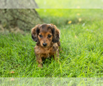 Small #2 Dachshund