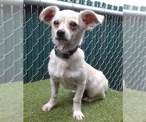 Chihuahua Dogs for adoption in Downey, CA, USA