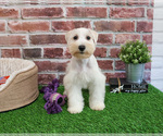 Small #7 Schnauzer (Miniature)