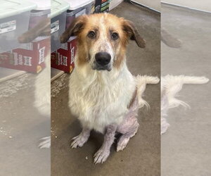 Great Pyrenees-Unknown Mix Dogs for adoption in Oakhurst, NJ, USA