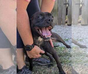 Boxer-Unknown Mix Dogs for adoption in Thomasville, NC, USA