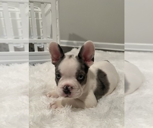 French Bulldog Puppy for sale in ATL, GA, USA
