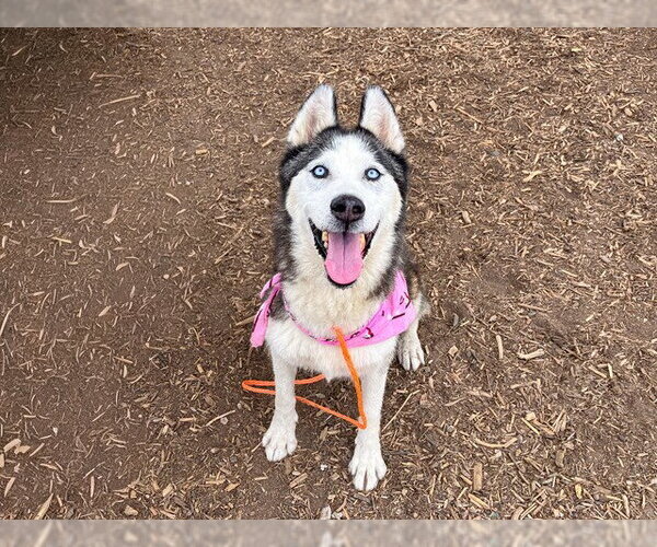 Medium Photo #2 Siberian Husky Puppy For Sale in Orange, CA, USA