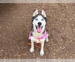 Small #1 Siberian Husky