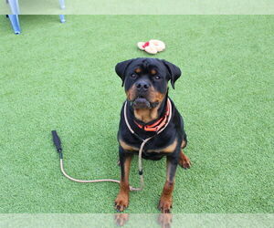 Rottweiler Dogs for adoption in Chestertown, MD, USA