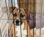 Small Photo #10 Boxer-Unknown Mix Puppy For Sale in Dana Point, CA, USA