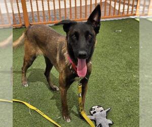 Mutt Dogs for adoption in Las Vegas, NV, USA