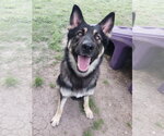 Small #1 German Shepherd Dog