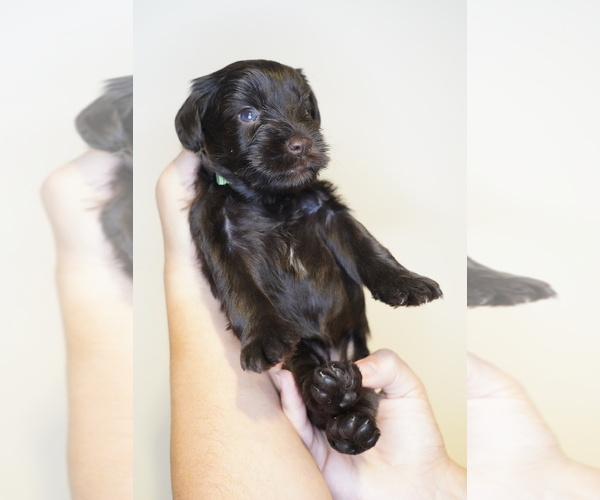 Medium Photo #6 Schnauzer (Miniature) Puppy For Sale in MIAMI, FL, USA