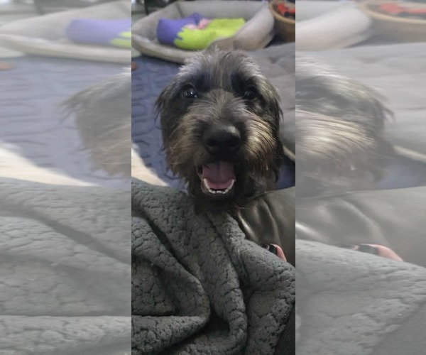 Medium Photo #3 Tibetan Terrier-Unknown Mix Puppy For Sale in pomfret, CT, USA