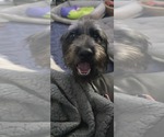 Small #2 Tibetan Terrier Mix