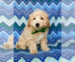 Small Photo #6 Labradoodle Puppy For Sale in KIRKWOOD, PA, USA