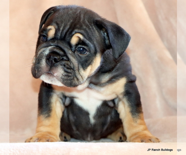 Medium Photo #9 Bulldog Puppy For Sale in WINNSBORO, TX, USA