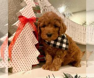 Miniature Labradoodle Puppy for sale in CHEYENNE, WY, USA