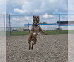 Small #6 American Pit Bull Terrier-Labrador Retriever Mix