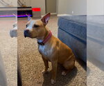 Small Mutt