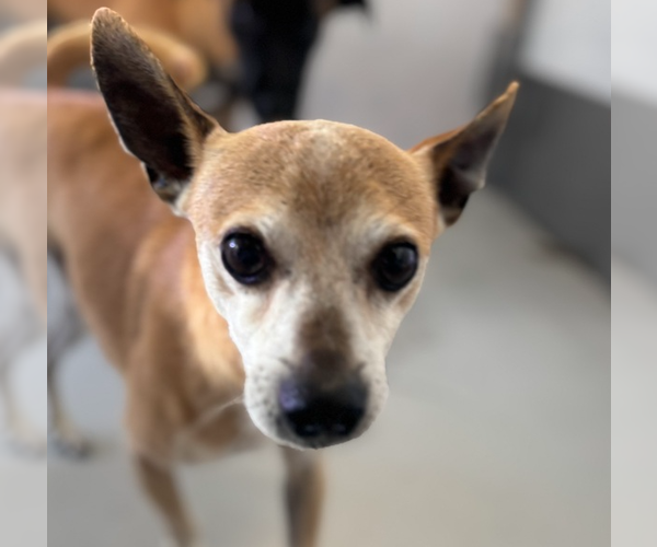 Medium Photo #1 Chihuahua Puppy For Sale in Studio City, CA, USA