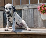 Small Photo #47 Dalmatian Puppy For Sale in GOSHEN, IN, USA
