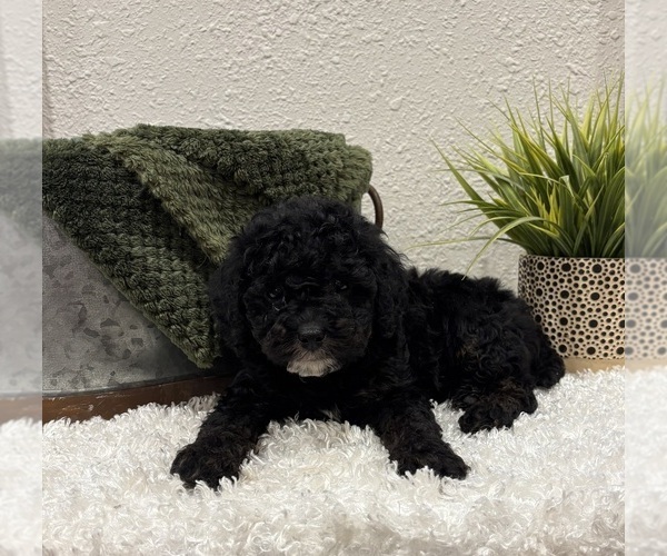 Medium Photo #2 Whoodle (Miniature) Puppy For Sale in DOSS, MO, USA