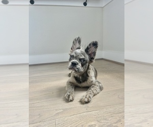 French Bulldog Puppy for sale in HOUSTON, TX, USA