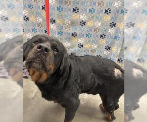 Rottweiler Dogs for adoption in Rosenberg, TX, USA
