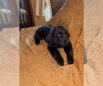 Small #19 Flat Coated Retriever