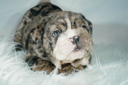 Medium Photo #2 Bulldog Puppy For Sale in ARLINGTON, TX, USA
