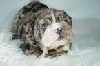 Small Photo #2 Bulldog Puppy For Sale in ARLINGTON, TX, USA