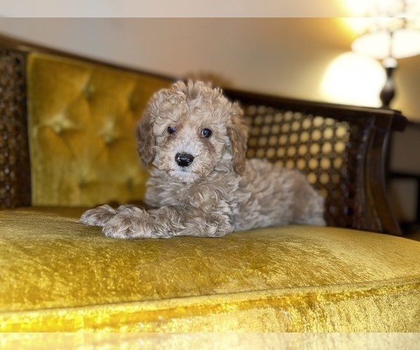 Medium Photo #17 Goldendoodle (Miniature) Puppy For Sale in DETROIT, MI, USA