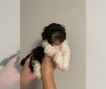 Small Photo #20 Havanese Puppy For Sale in ATHENS, GA, USA