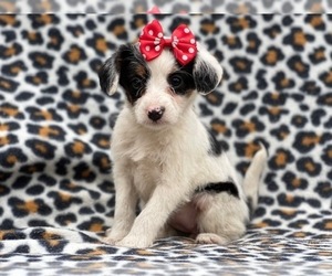 Bluetick Coonhound-Bordoodle Mix Puppy for sale in LAKELAND, FL, USA