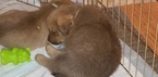 Puppy 4 Chesapeake Bay Retriever-Rottweiler Mix