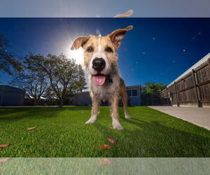 Parson Russell Terrier-Unknown Mix Dogs for adoption in Key Largo, FL, USA