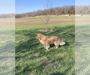 Father of the Golden Retriever puppies born on 04/20/2023