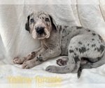 Small Photo #9 Great Dane Puppy For Sale in OKLAHOMA CITY, OK, USA
