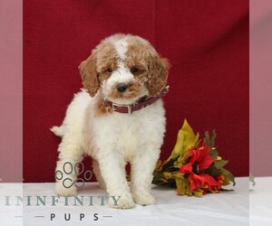 Goldendoodle Puppy for sale in GORDONVILLE, PA, USA