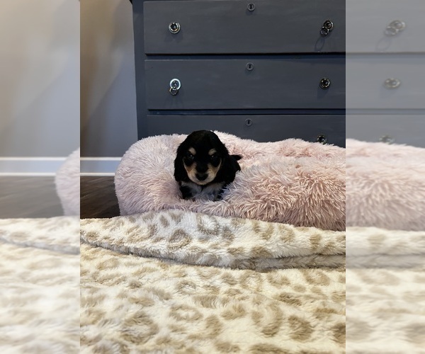 Medium Photo #5 Dachshund Puppy For Sale in GUTHRIE, KY, USA