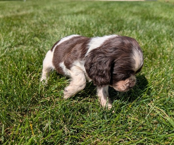 Medium Photo #35 Cocker Spaniel Puppy For Sale in GOSHEN, IN, USA
