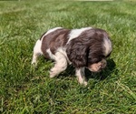 Small Photo #35 Cocker Spaniel Puppy For Sale in GOSHEN, IN, USA