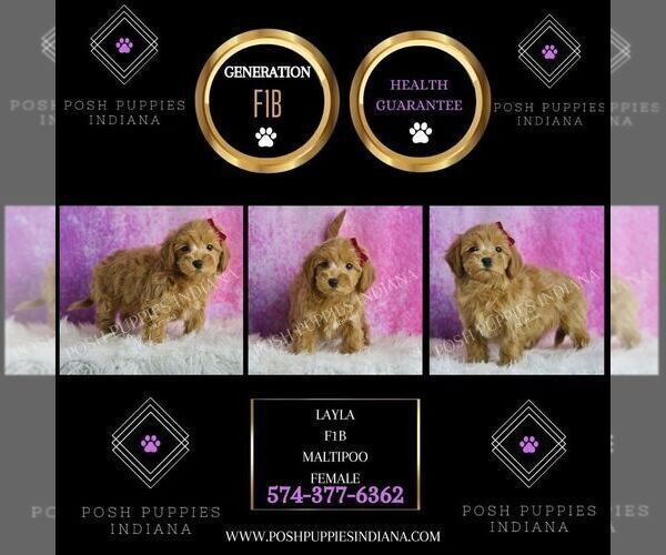 Medium Photo #5 Maltipoo Puppy For Sale in WARSAW, IN, USA