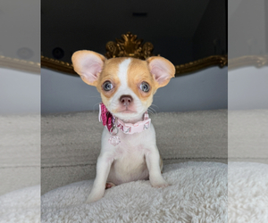 Chihuahua Puppy for sale in CHARLOTTE, NC, USA