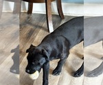 Small Photo #52 Rotticorso Puppy For Sale in REEVESVILLE, SC, USA
