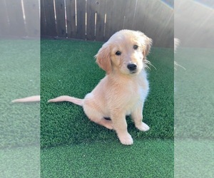 Golden Retriever Puppy for sale in MCKINNEY, TX, USA