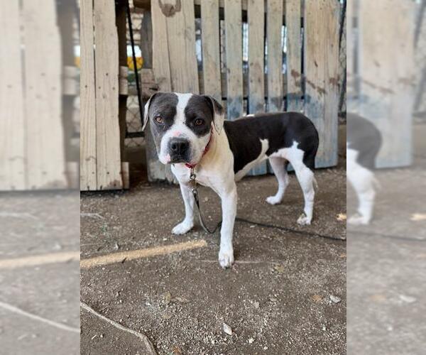 Medium Photo #2 Mutt Puppy For Sale in Riverside, CA, USA