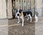 Small #1 Mutt