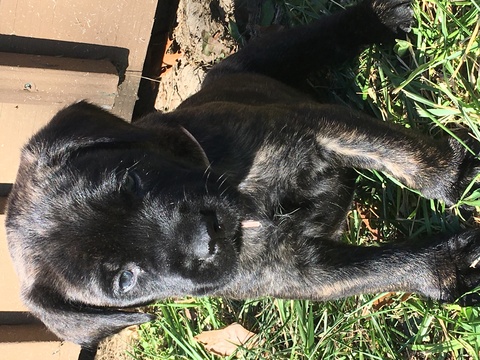 Medium Photo #1 Mastiff Puppy For Sale in BELTON, MO, USA