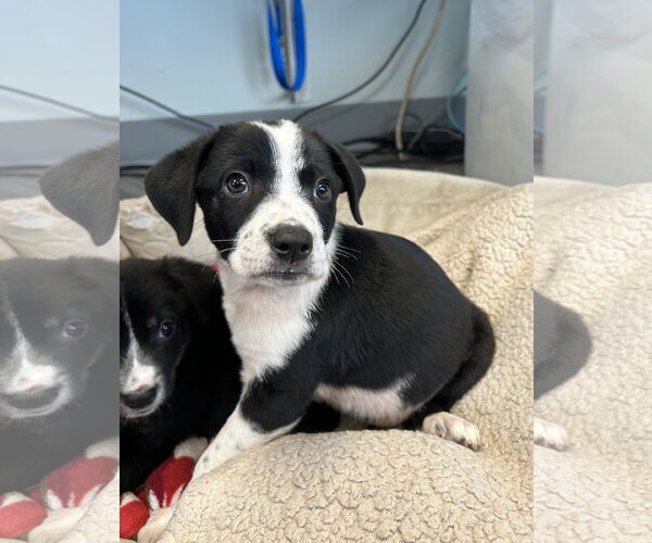 Medium Photo #1 Bearded Collie-Unknown Mix Puppy For Sale in Plainfield, IL, USA