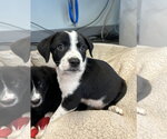 Small Bearded Collie Mix